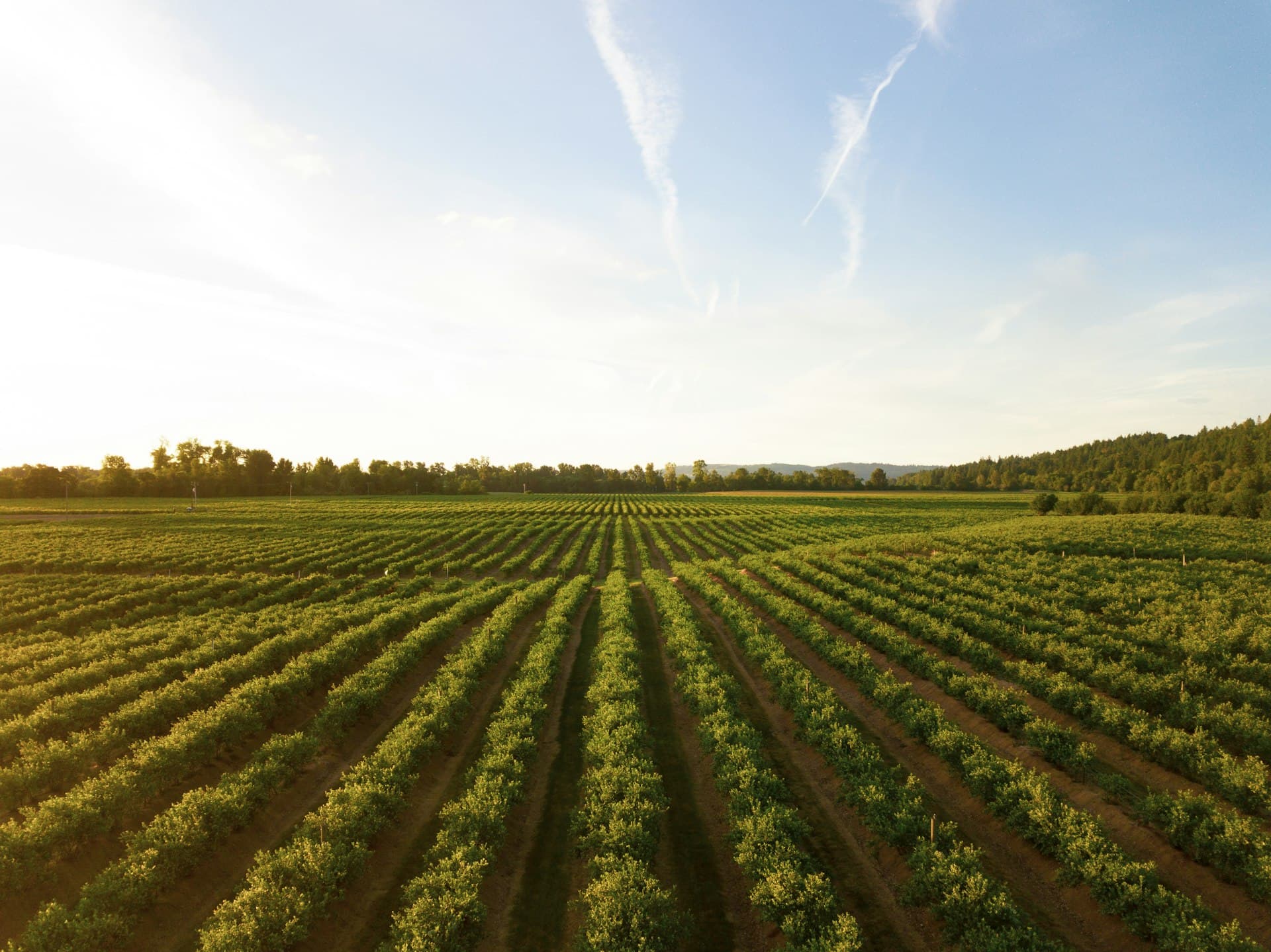Japanese rice fields — the quiet life that charged the conduit